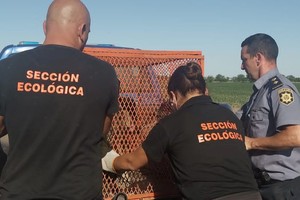 El primer animal rescatado fue trasladado a una veterinaria de la ciudad de Rosario para su atención. Los restantes serán asistidos durante el transcurso de la semana. Crédito: El Litoral