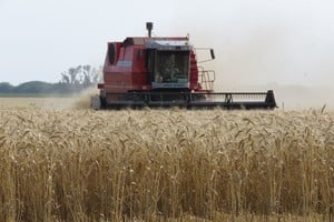 Información surgida del relevamiento semanal del Sistema de Estimaciones Agrícolas.