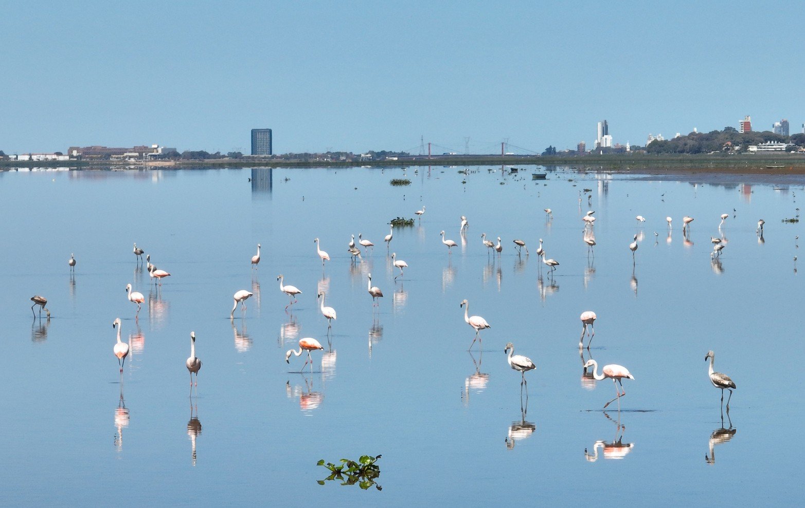 Los flamencos siguieron presentes en la laguna Setúbal. Con la pronunciada sequía y la bajante, visitaron en gran número el espejo de agua de la Setúbal en busca de alimento.