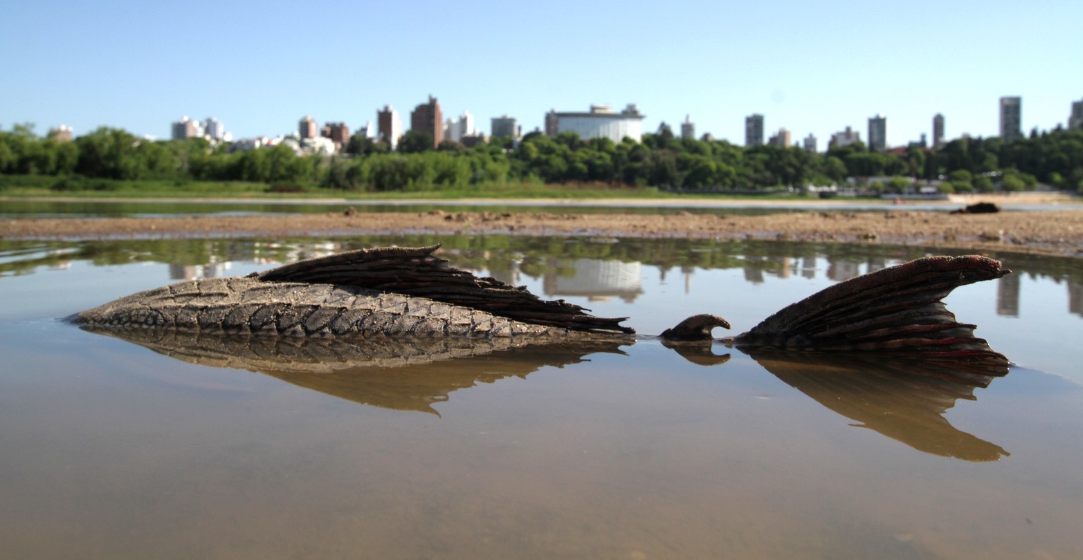 Mauricio Garín, reportero gráfico del diario El Litoral, obtuvo una mención en el rubro Fotografía en los premios anuales de la Asociación de Entidades Periodísticas de Argentina. La imagen, tomada en febrero de 2022, muestra a un pez conocido como “vieja del agua” encallado en una laguna dentro de un extenso banco de arena frente a Paraná