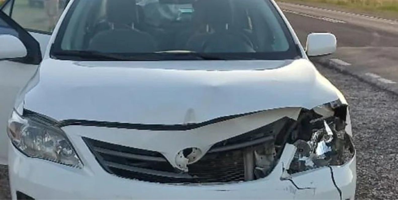 Insólito accidente en Entre Ríos: dos autos atropellaron una manada de ciervos
