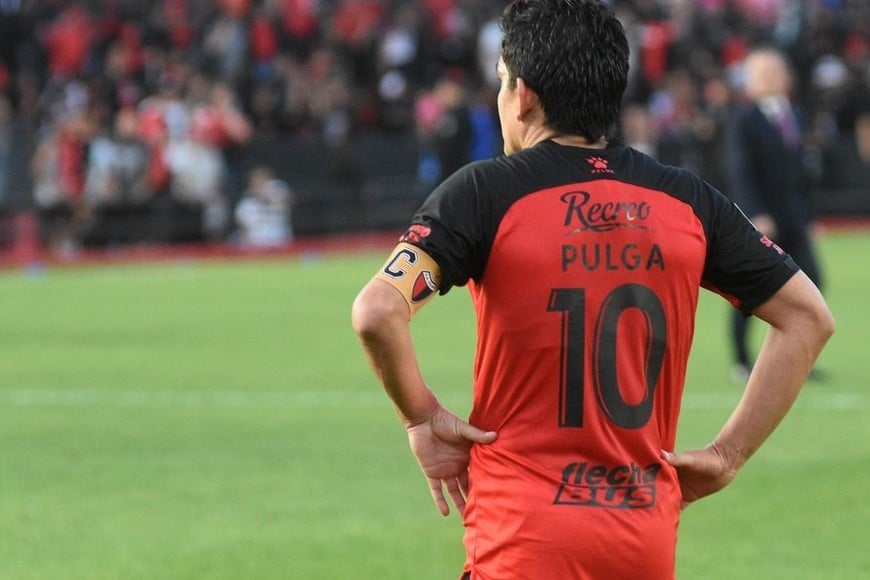 Pulga Colón espalda