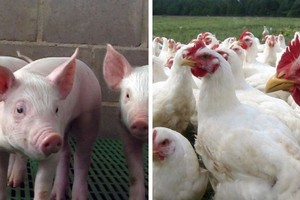 destinado a productores porcinos y avícolas
