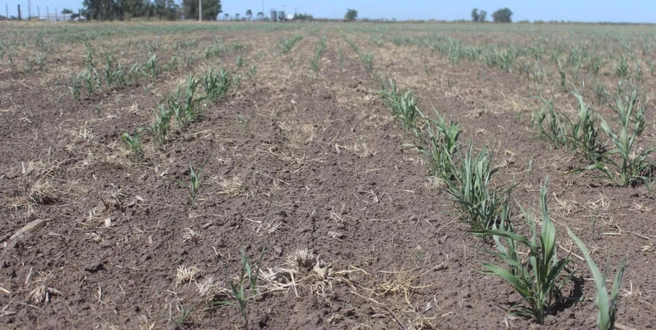 Sequía histórica: reclaman auxilio nacional para los productores agrarios santafesinos