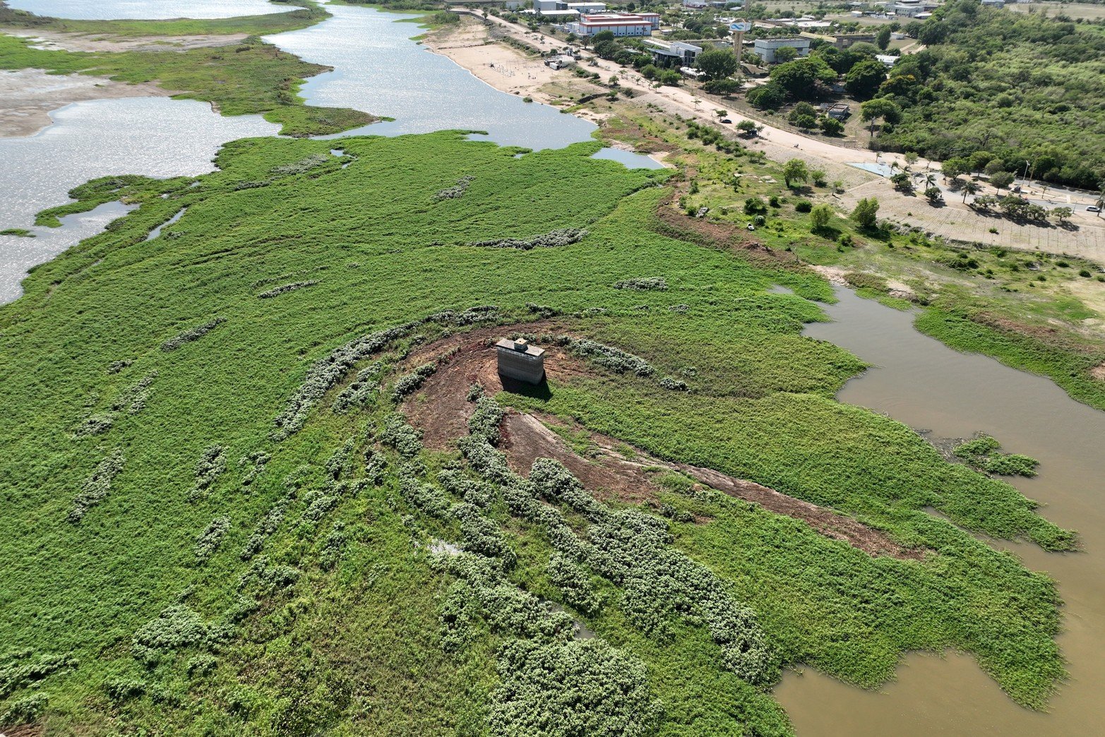 Camalotes impiden el acceso a un sector de playas. Un impresionante camalotal, que la crecida del río fue trayendo en su momento a la laguna Setúbal, se asentó paulatinamente sobre la Costanera Néstor Kirchner bloqueando el acceso a la playa desde el agua.