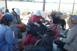 En la planta de reciclaje trabajan 7 personas.