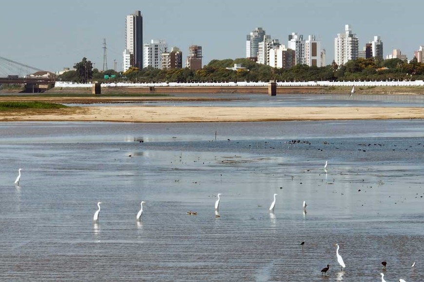 Una postal de la Laguna Setúbal en bajante. Poca agua, las aves y la vegetación. De fondo la capital santafesina. Crédito: Fernando Nicola