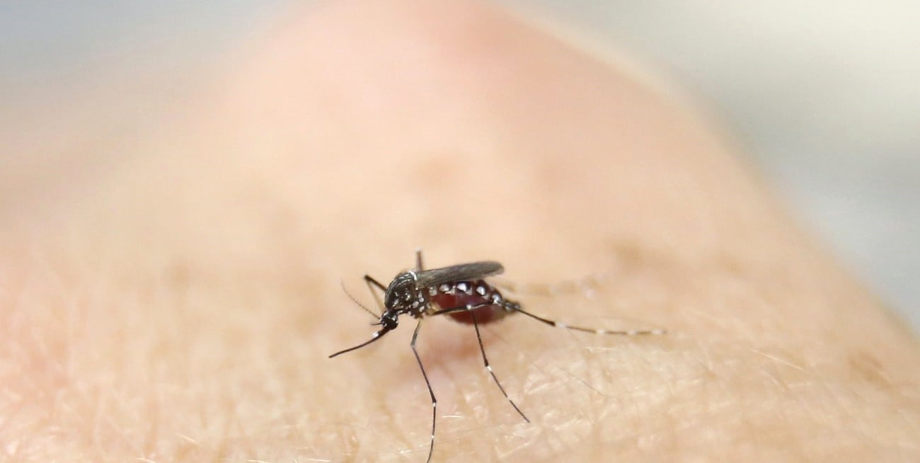 Dengue: claves para entender la enfermedad que suma casos en Santa Fe