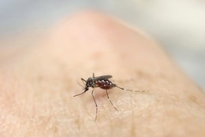Ejemplar del Aedes aegypti, tipo de mosquito que transmite la enfermedad.