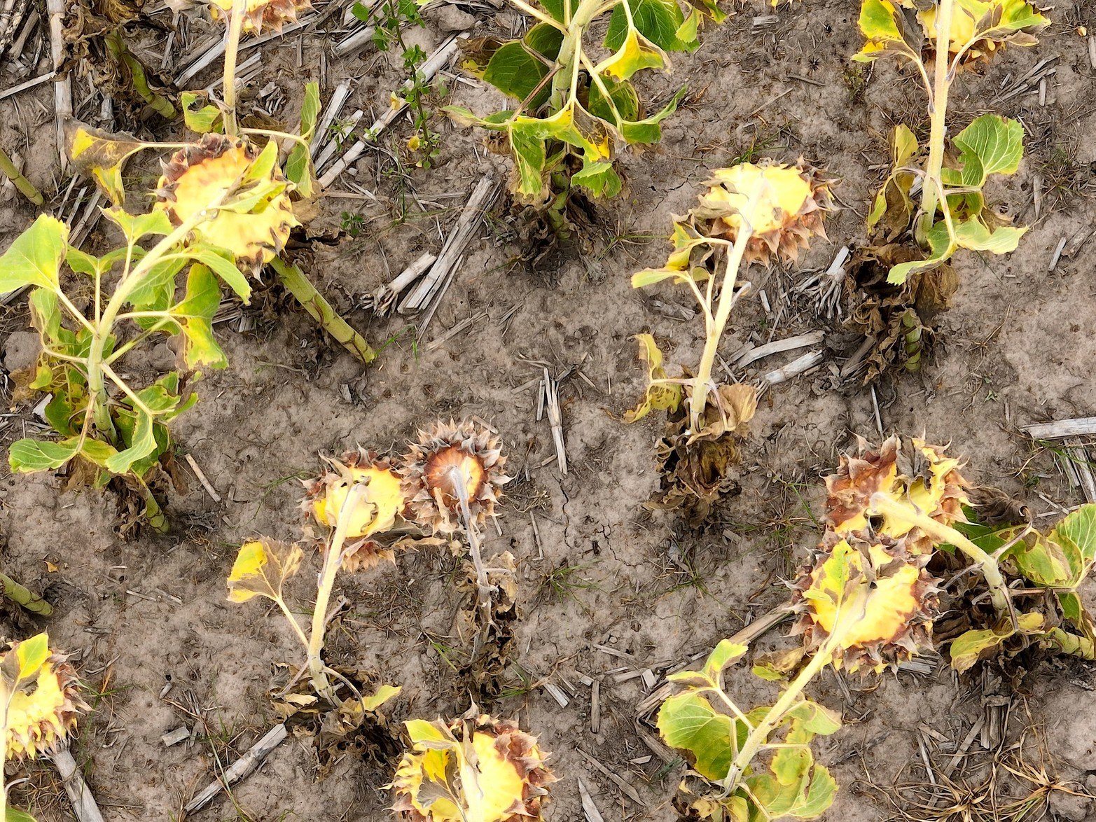 Santa Fe en rojo por la sequía severa. La Mesa Nacional de Monitoreo de Sequía dio a conocer en un informe un aumento de la zona definida como de sequía severa, que se extiende prácticamente a todo el territorio santafesino.