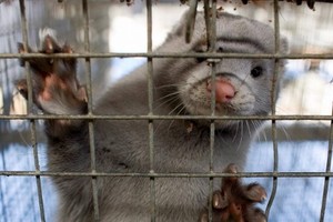 El estudio se puso en marcha a partir de la aparición de gaviotas muertas en playas gallegas el pasado mes de octubre, y a la posterior muerte de los visones americanos con neumonía hemorrágica en una granja peletera de Carral, cerca de La Coruña.