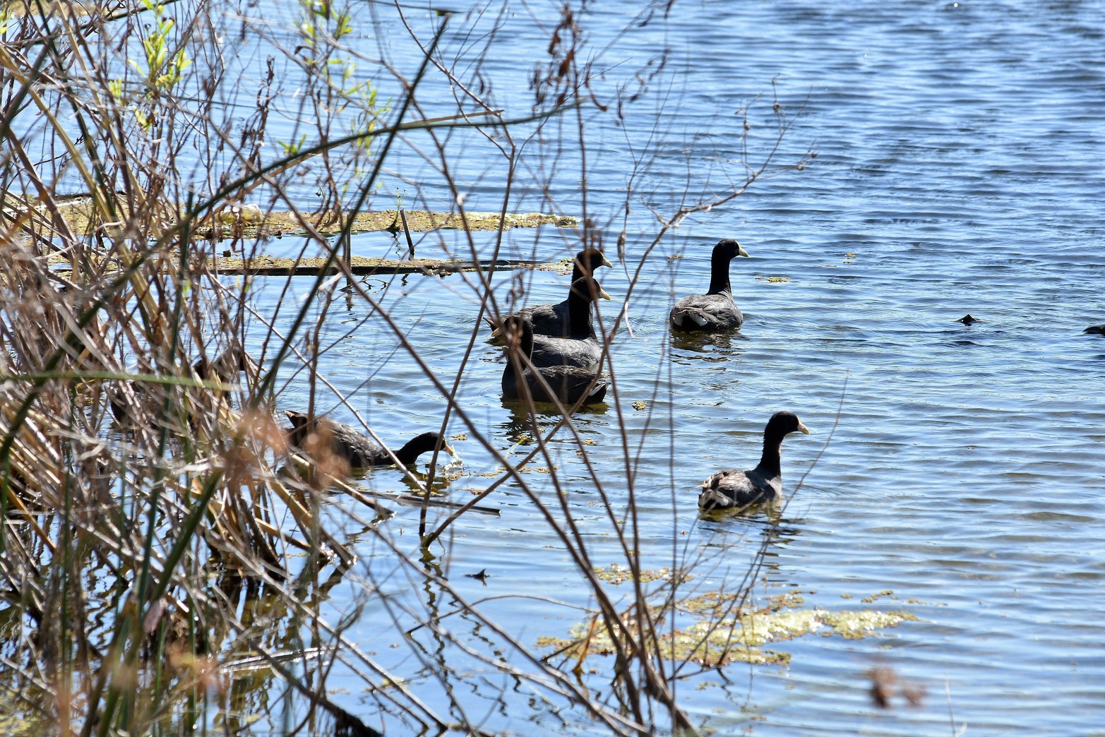 Los patos son otro de los atractivos naturales del lago.