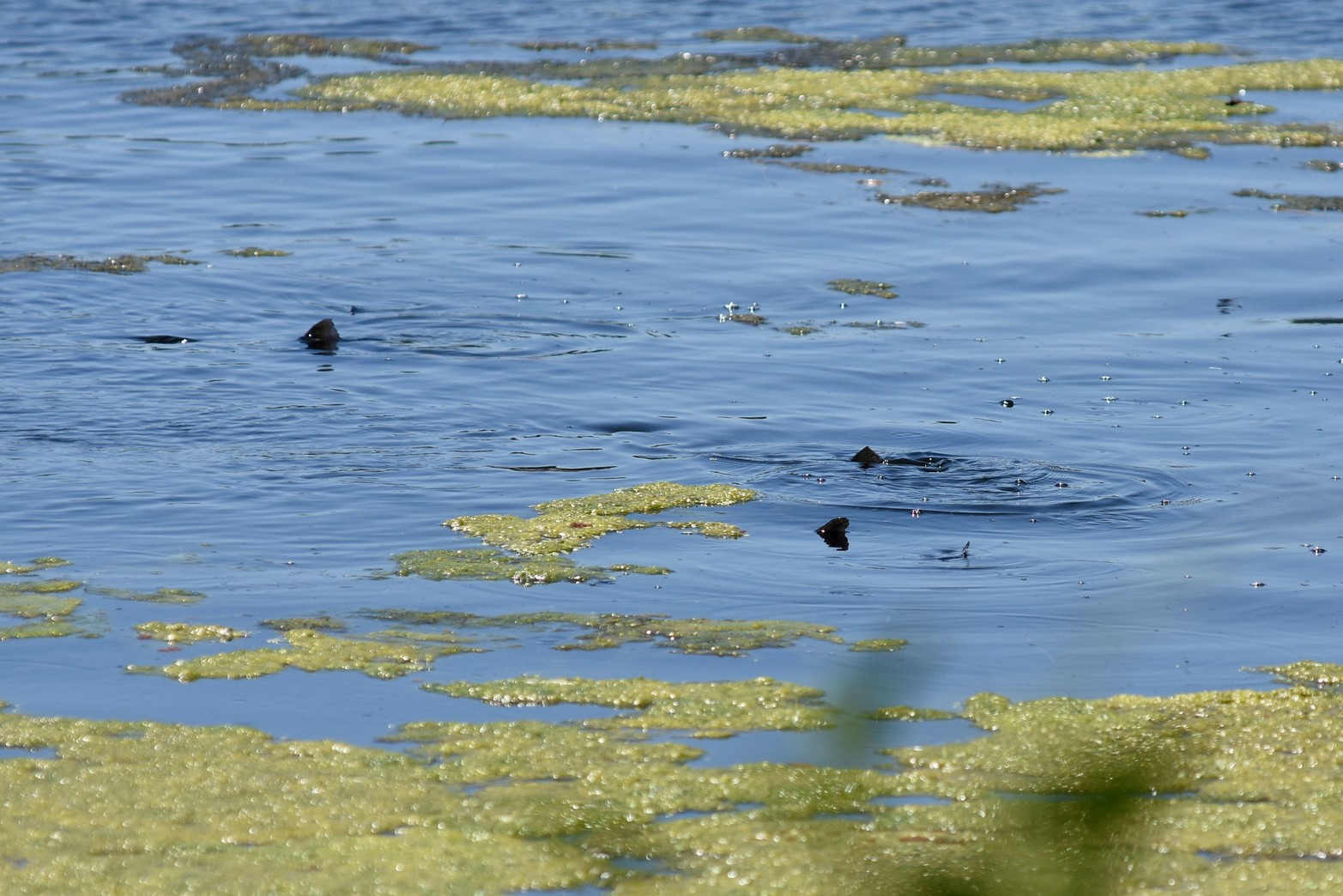 Las aletas del cardumen de pescados es un atractivo natural que tiene el lago.