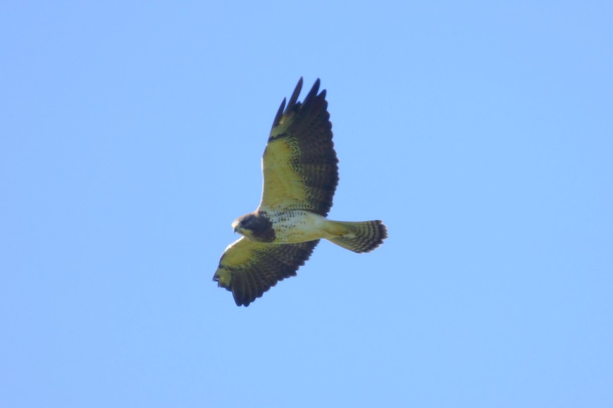 El vuelo del aguilucho langostero es imponente, por sus alas largas y anchas. Hoy hay una bandada de entre 150 y 200 ejemplares en la Reserva Natural Urbana del Oeste. Crédito: Gentileza Pablo Capovilla