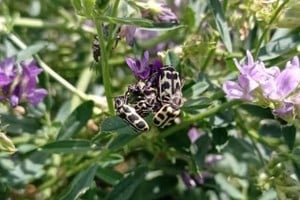 Se han registrado episodios de mortandad en bovinos y equinos luego de haber consumido alfalfas con infestaciones importantes del insecto.