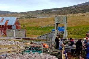 El marcaje de corderos es una actividad importante en la isla.
