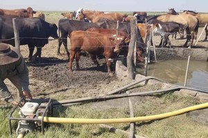 Las lluvias siguen siendo mezquinas en el norte departamental pero se mantiene el optimismo dado que, al menos, favorecerá la recuperación paulatina de las pasturas naturales. Foto: El Litoral