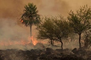 La sequía y altas temperaturas hacen que el fuego se propague con mayor rapidez. Créditos: Sebastian Toba/ Reuters