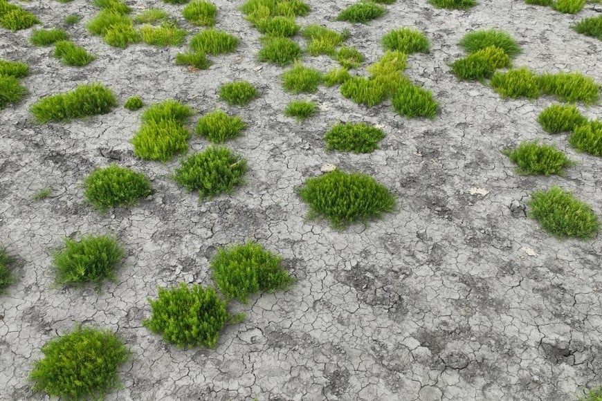 Imagen ilustrativa. Sequía en Campo Andino. Crédito: Fernando Nicola