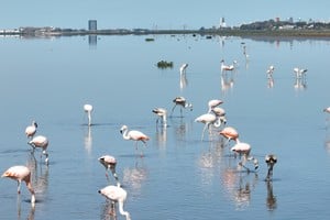 Habitantes. Los flamencos rosados, una de las especies que habitan el delta superior de la Setúbal. Foto: Fernando Nicola.