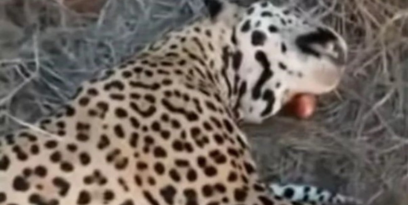 Video: cazó un yaguareté en Formosa, lo publicó en redes sociales y ahora está preso