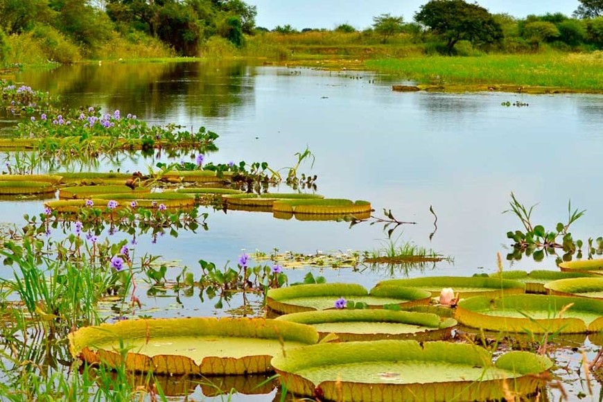 Tranquilidad. Es lo que transmite esta imagen del humedal.