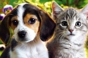 Parte de la familia, parte de la Ley.