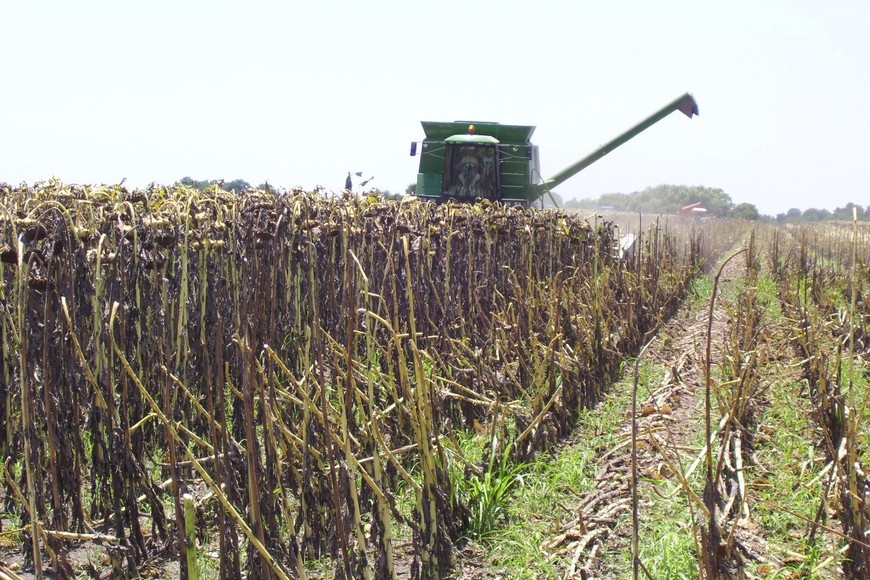 Si bien presentan distintas realidades, la falta de lluvia mermó la intención de siembra de todos los cultivos.
