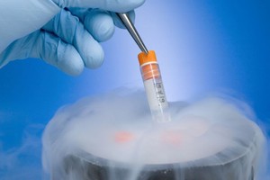 Qué hacer con los embriones congelados cuando quienes los preservaron deciden prescindir de ellos.