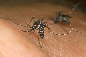 Recomiendan usar repelentes para mosquitos, tener mosquiteros en ventanas y puertas de los domicilios, y no dejar agua estancada. Crédito: Archivo El Litoral.