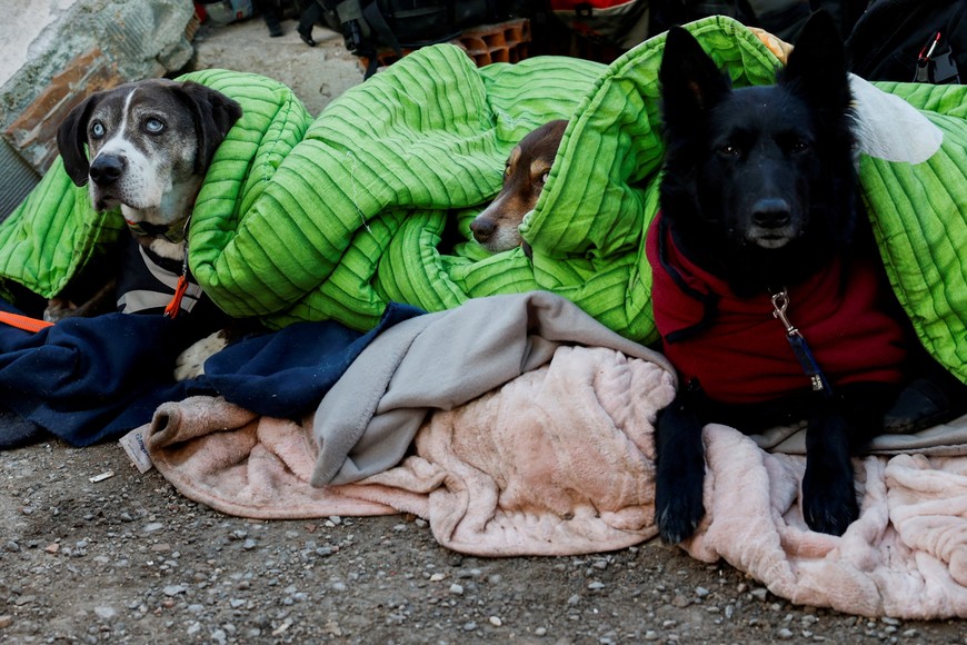 Rescue dogs, of German International Search and Rescue (ISAR) team, covered in blankets rest as search and rescue operations continue, in the aftermath of a deadly earthquake, in Kirikhan, Turkey February 9, 2023. REUTERS/Piroschka van de Wouw     TPX IMAGES OF THE DAY