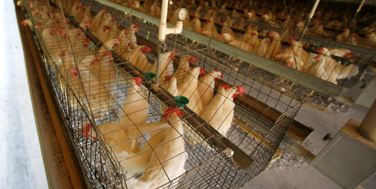 Gripe aviar: Uruguay también decretó la emergencia sanitaria