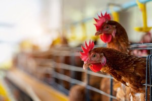 De momento no se transmite al ser humano a través del consumo de carne aviar o huevos.