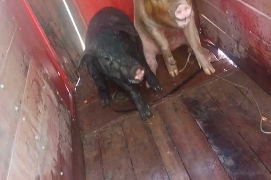 La presencia de animales sueltos alertó a los vecinos, quienes denunciaron al municipio.