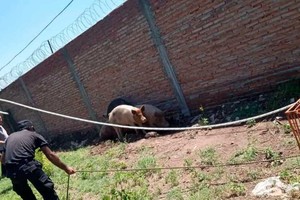 La presencia de animales sueltos alertó a los vecinos, quienes denunciaron al municipio.