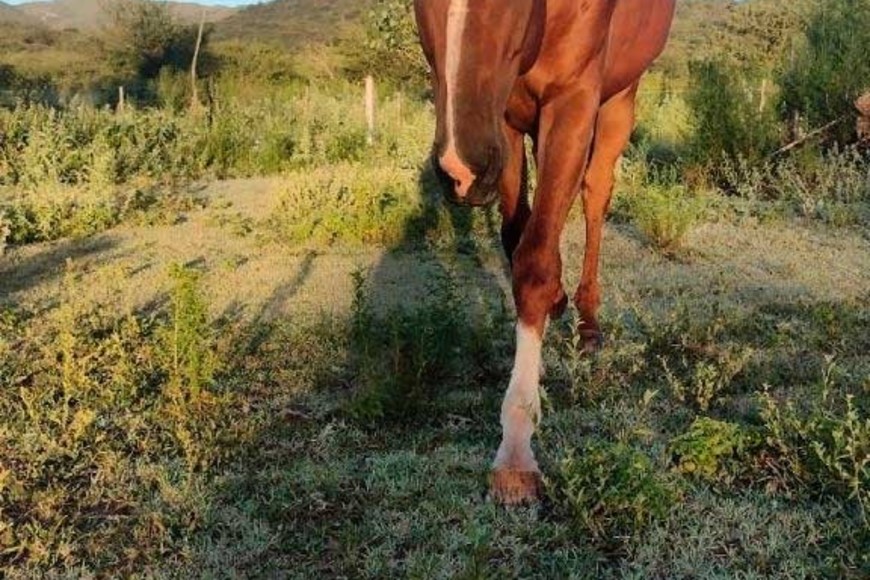 Heladas en Cordoba en pleno febrero