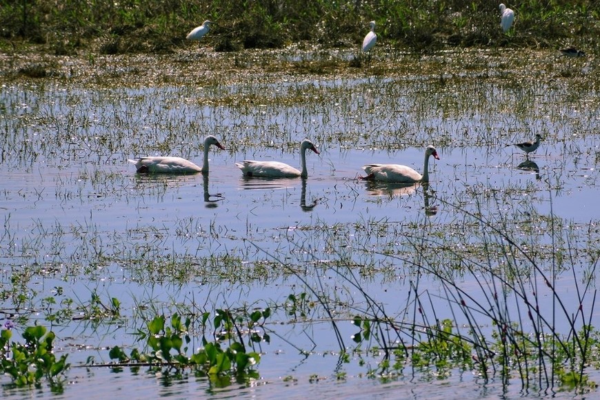 Gansos en el Sitio Ramsar Jaaukanigás. Crédito: Archivo El Litoral