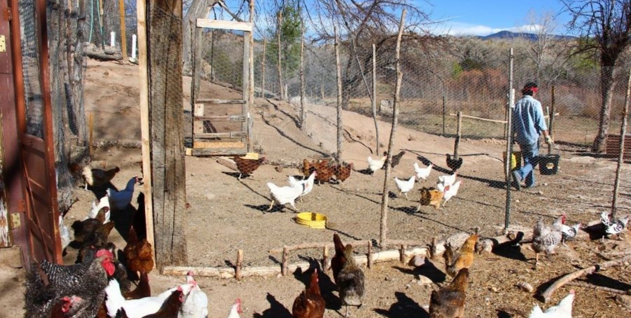 Confirmaron en Salta el tercer caso de gripe aviar en Argentina