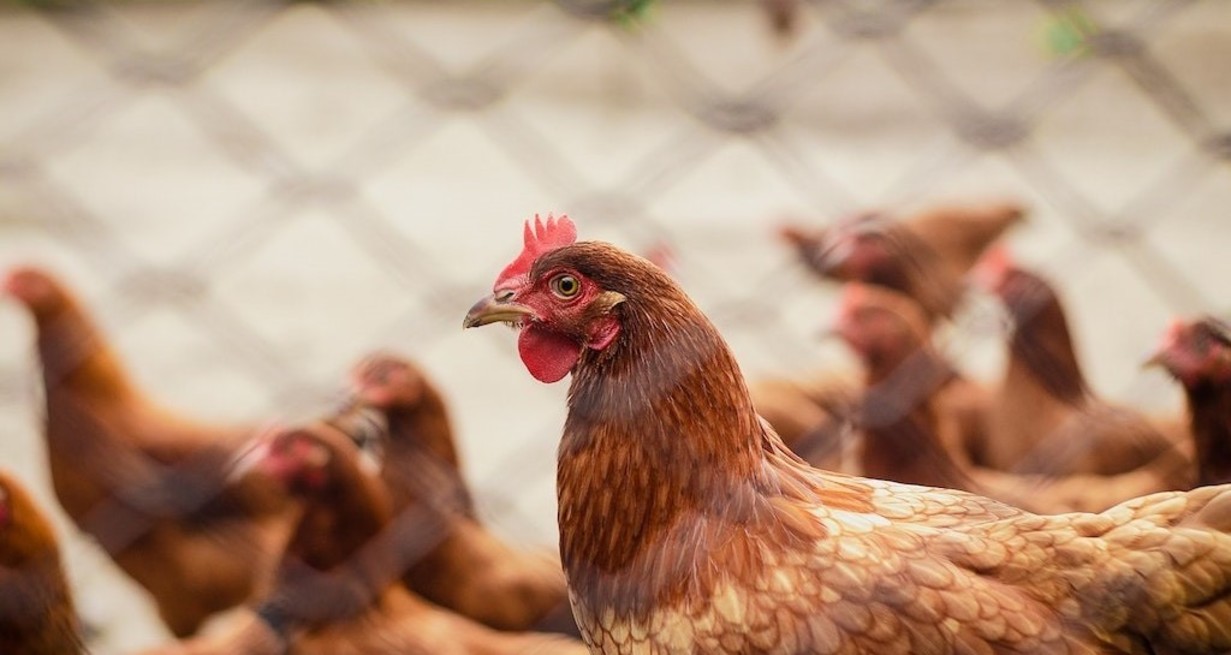 El Senasa insta al sector productivo a reforzar las medidas de manejo, higiene y bioseguridad de sus granjas avícolas