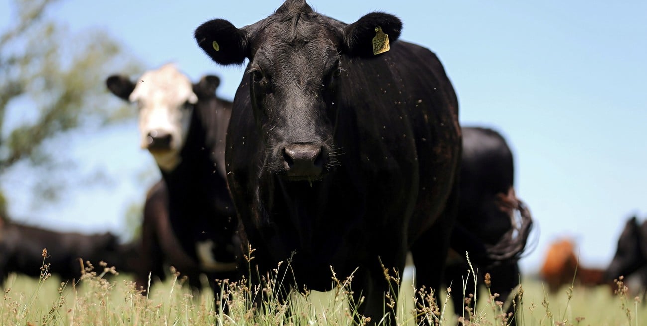 Crearon una vaca transgénica que produce leche con insulina humana