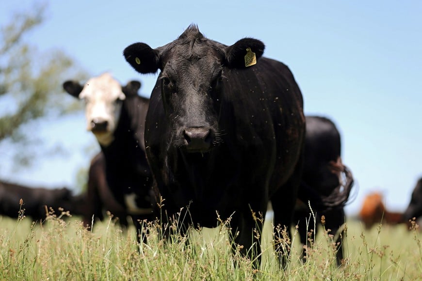 Cows graze in a farm near Chascomus, Argentina, November 10, 2016. Picture taken November 10, 2016.  REUTERS/Marcos Brindicci chascomus  ganado en un campo cerca de chascomus ganado vacuno vacas
