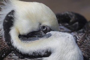 La influenza aviar había sido detectada en pelicanos en Camana, Perú. Crédito: Reuters