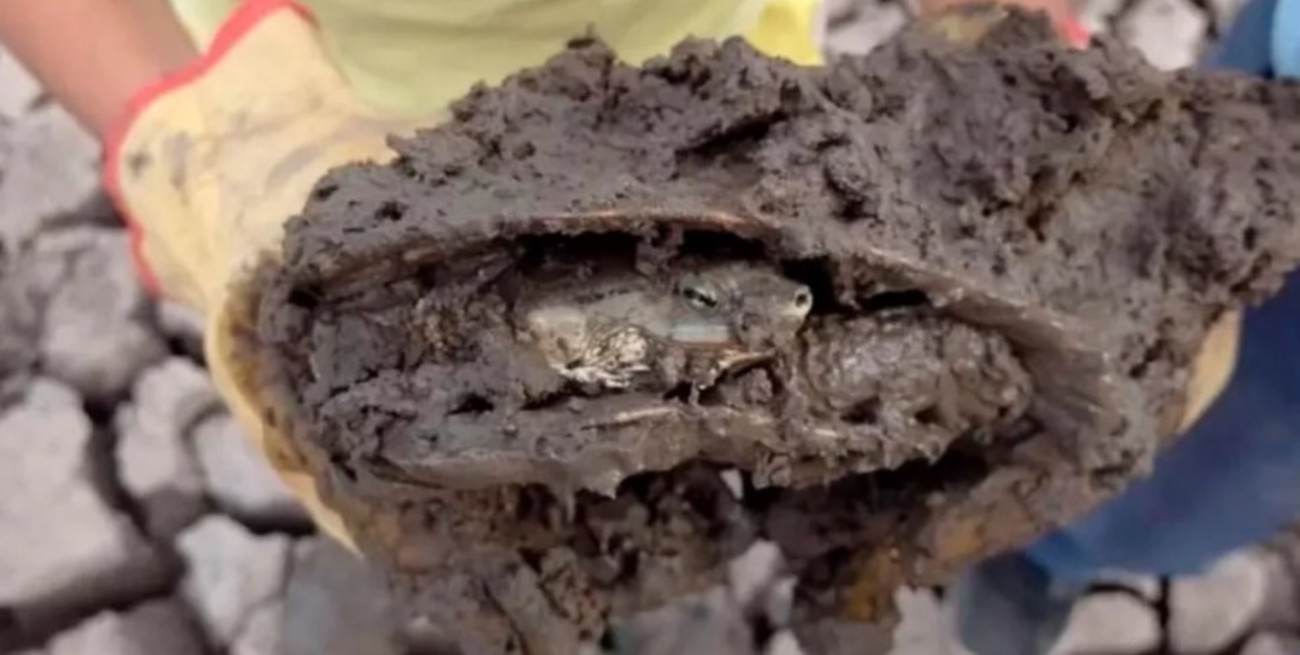 Una familia rescató más de 70 tortugas de una laguna que se secó en Corrientes