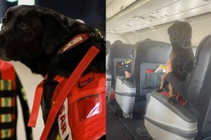 Premiaron a perros rescatistas con un vuelo en primera clase tras salvar vidas en Turquía.