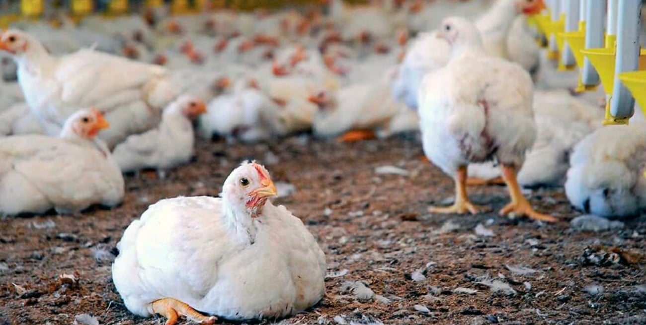 El caso positivo proviene de un establecimiento de pollos parrilleros ubicado en la localidad rionegrina de Mainque.