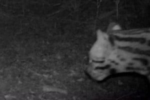 El hallazgo fue obtenido en el marco de la colocación de cámaras trampa.