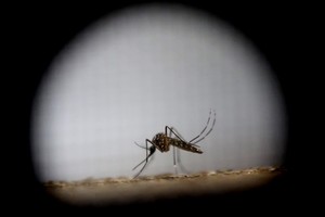 El dengue es una enfermedad viral transmitida por la picadura del mosquito Aedes aegypti, al igual que -entre otras- el zika y el chikungunya. Crédito: Archivo.