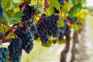 Producción vitivinícola
