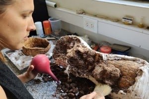 En Mar del Plata hallaron desde restos de un gliptodonte de 5 millones de años hasta "papas de mar"Crédito: NA.