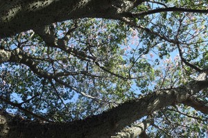 La sombra cotizará aún más esta semana en la capital provincial. Crédito: Eduardo Seval